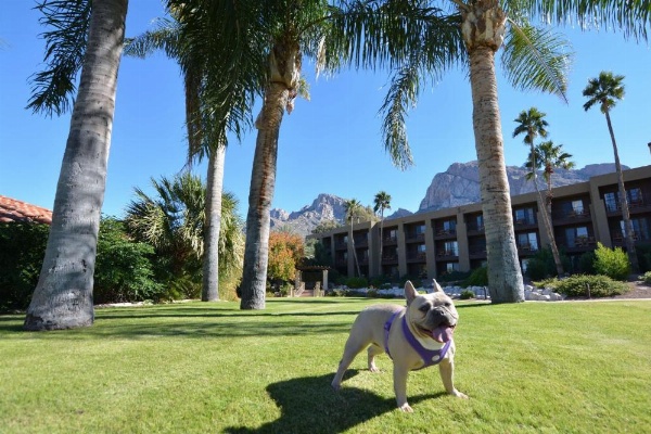 El Conquistador Tucson, A Hilton Resort image 9